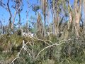 Flying Foxes - Barcaldine