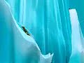 La era del hielo 2 ice age - youtube