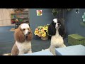 K-9 Acting Lessons - Talk and Find It - with short film.wmv