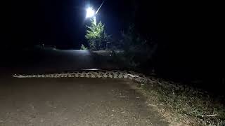 African Rock Python Snake