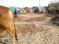Bakra Mandi Lahore 2013 Cow Mandi 2013 110000 images Bakra Mandi Lahore 2013 Cow Mandi 2013 110000