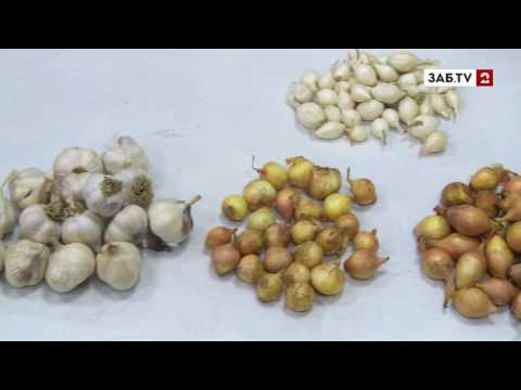 Сравнение иностранных семян лука с отечественными – или почему лук уходит в стрелки