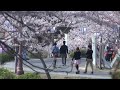 尾道市 千光寺公園の桜
