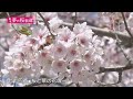 七十四番○桜と菜の花ロード