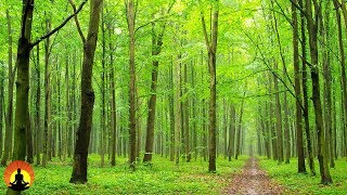 Classical Music For Relaxation Stress Relief Music Instrumental Music Meditation Music Classical Music For Relaxation Stress Relief Music Instrumental Music Meditation Music