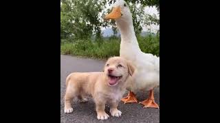 Щенок Думает, Что Утка - Мать Köpek Yavrusu Ve Ördek Aşkı