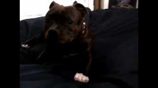 Crazy Dog Amazing