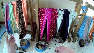 Second Chances Sanctuary daily life clips: In the joey room