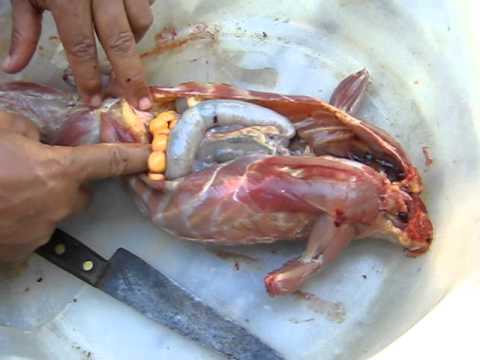 WWW YOUTUBE COM VIDEO DE AUTOPSIA www youtube com video de autopsia: