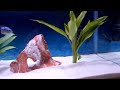 Electric Blue Jack Dempsey - 29 gallon