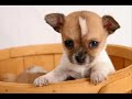 Cute cats and dogs