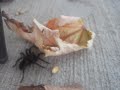Wolf Spider Bites And Makes His Escape images Wolf Spider Bites And Makes His Escape