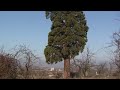 gigantea