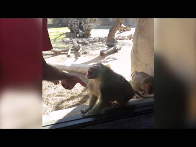 Baboon Is Amazed By Man’s Magic Trick - Video