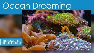 Relaxing Nature Scenes Of The Underwater World - Ocean Dreaming Relaxing Nature Scenes Of The Underwater World - Ocean Dreaming