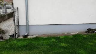 Jagdterrier Roki 2 Month Old Puppy -Protects Its Territory From Intruders