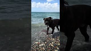 A Day At The Beach With A Pitbull