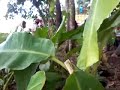 Exsen Jablay Desa Yg Lagi Exis images Exsen Jablay Desa Yg Lagi Exis