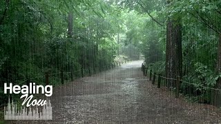 Arboretumdaki Yağmur Sesleriyle Zihninizi Rahatlatın. Uyku Için Şifalı Yağmur Asmr