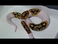 Piebald Ball Python