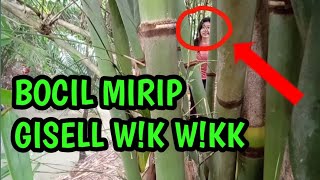 Grebeg Bocil Berkembang Biak Ternyata Mirip Gisell