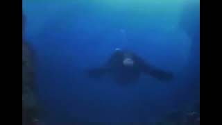 Life Could Be Dream - Monkey Swimming