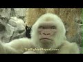 yeti