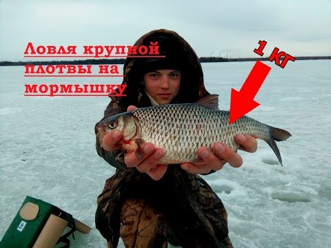 ловля язя сетью ловля струп сетью