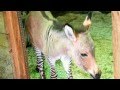 Ippo lo zonkey nato a Firenze