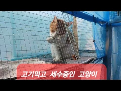하우스 안에서 고양이와 다육이 공생 시작합니다#succulent #가을다육이#다육이#cat#cute #고양이#취미생활#길냥이구조#다육하우스 하우스 안에서 고양이와 다육이 공생 시작합니다#succulent #가을다육이#다육이#cat#cute #고양이#취미생활#길냥이구조#다육하우스