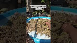 Jemur Biji Bayam Merah Dan Batik