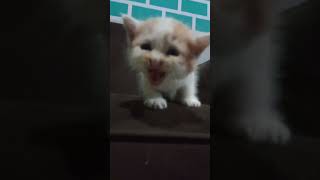 Minta Nyusu