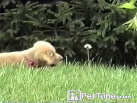 When a Puppy Attacks (A Weed)