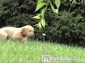 pettube