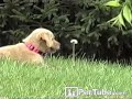 pettube