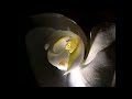 Beautiful Orchid Sunrise - with the Hirox 3D Digital Microscope KH-8700