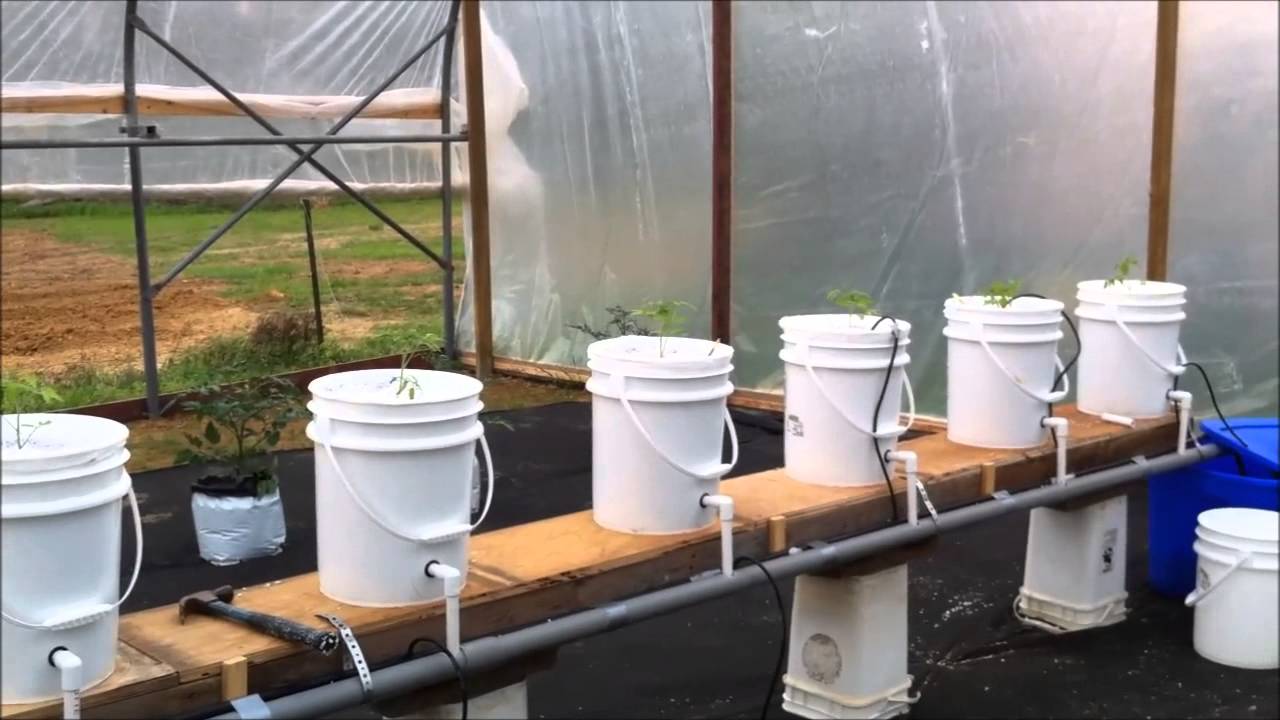 Dutch Bucket - Greenhouse Hydroponics Update - YouTube