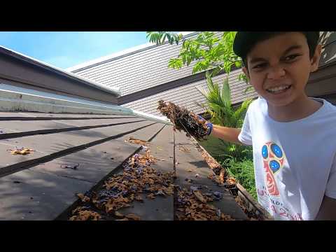 Jacaranda, ศรีตรัง สวยบนต้น แต่ร่วงมาแล้วสร้างปัญหา on #mamuttube
