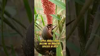 Dont Crush It. Snail Egg Invasion In America