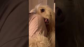 Dogs Being Idiots