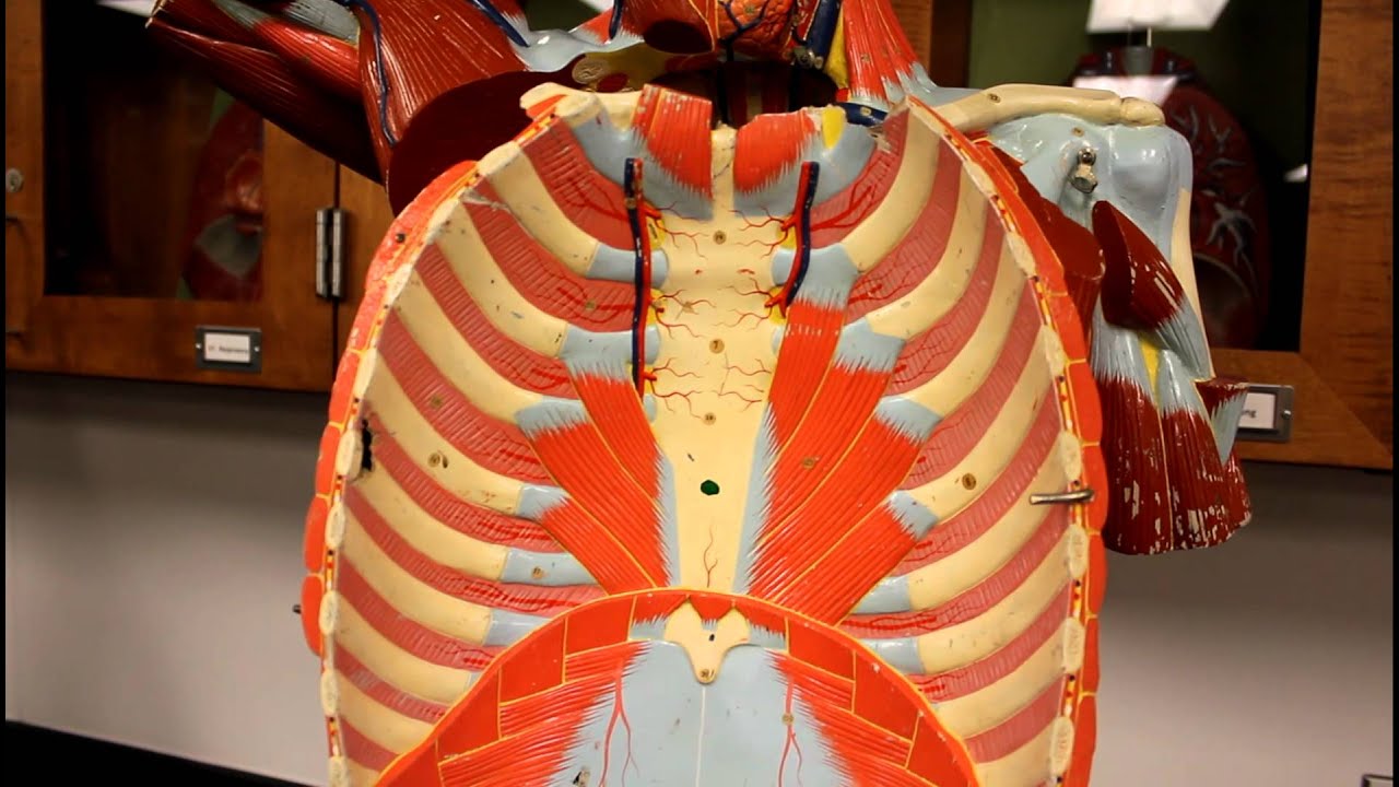 MUSCULAR SYSTEM ANATOMY:Muscles of the Thoracic cage torso model
