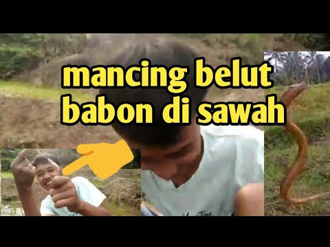 keseruan mancing belut di sawah