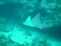 Spotted Eagle Ray Spotted Eagle Ray