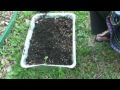 Grow Fenugreek Leaves(Kasoori Methi) in your backyard
