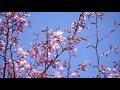 桜が開花した中島公園