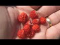 How to Find & Harvest Wild Strawberries
