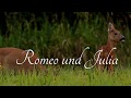 Mating deer, rutting season, high quality