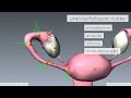 female anatomy