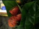 Botanica