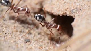 Cataglyphis Bombycina Saharan Silver Ant
